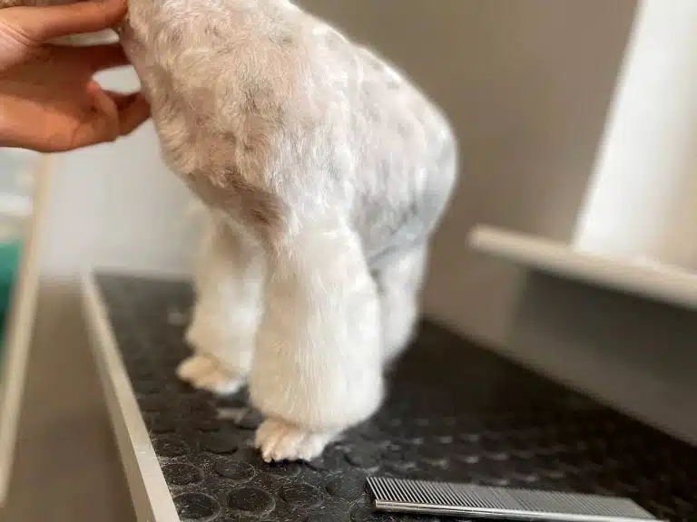 Ідеальні лінії та форми лап собаки в грумінг-салоні