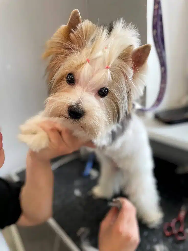 Грумер тримає передні лапи бівер-йорка, щоб підстригти животик