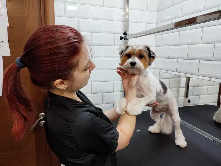 Бівер-йорк вхопився передніми лапами за праву руку грумера