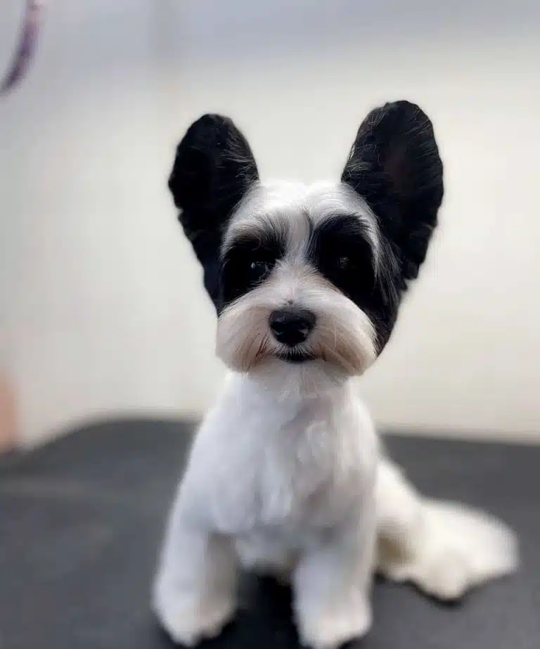 Бівер-йорк має округлі чорні вушка після візиту до грумера