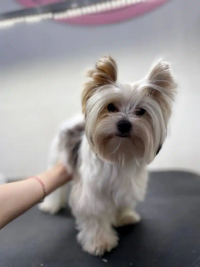 Бівер-йорк з довгою мордочкою та об'ємними лапами має пухкенький вигляд