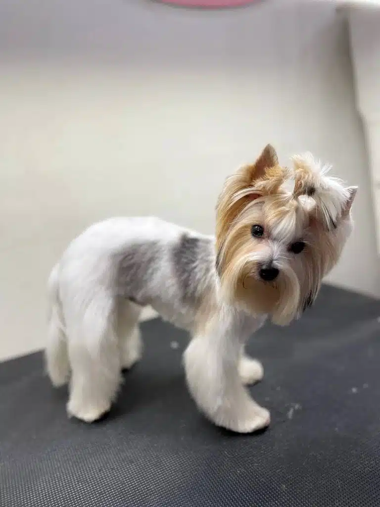 Бівер-йорк після повного комплексу нахилив голову, спостерігаючи