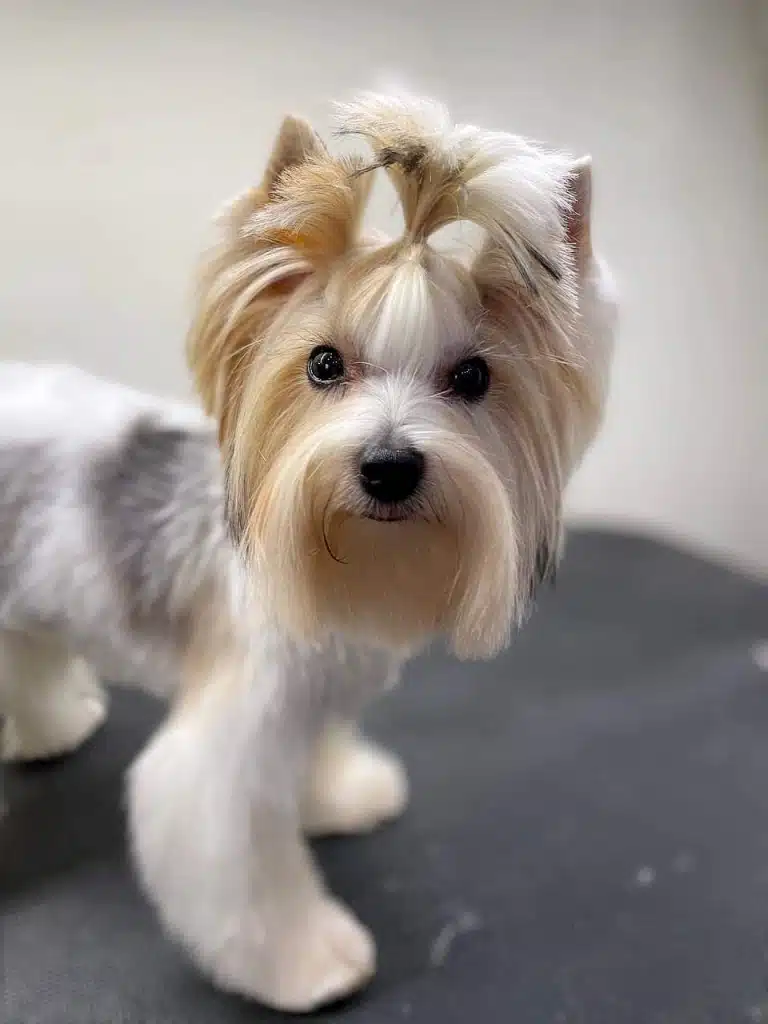 Після стрижки бівер-йорк вже встиг трохи намочити шерсть біля рота