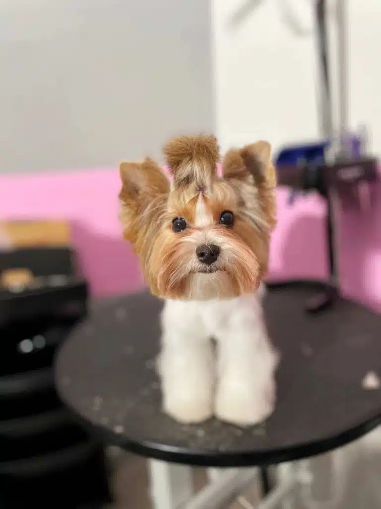 Бівер-йорк з рудою квадратною головою має хвостика на голові