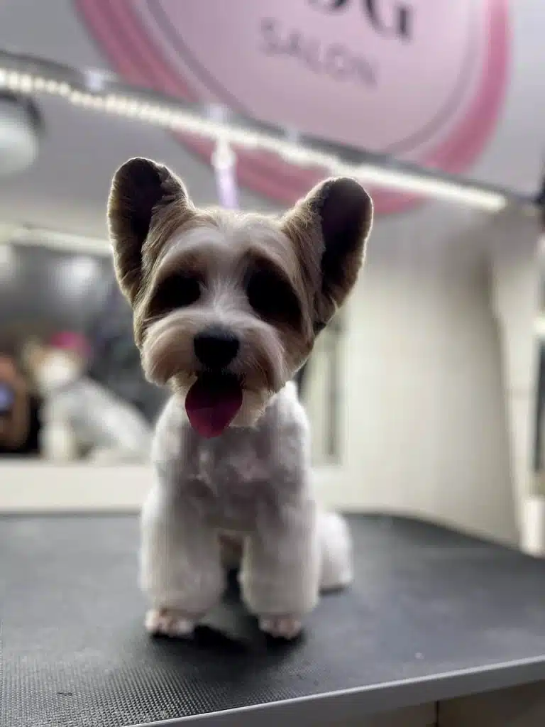 Світло софітів засвічує голову бівер-йорка