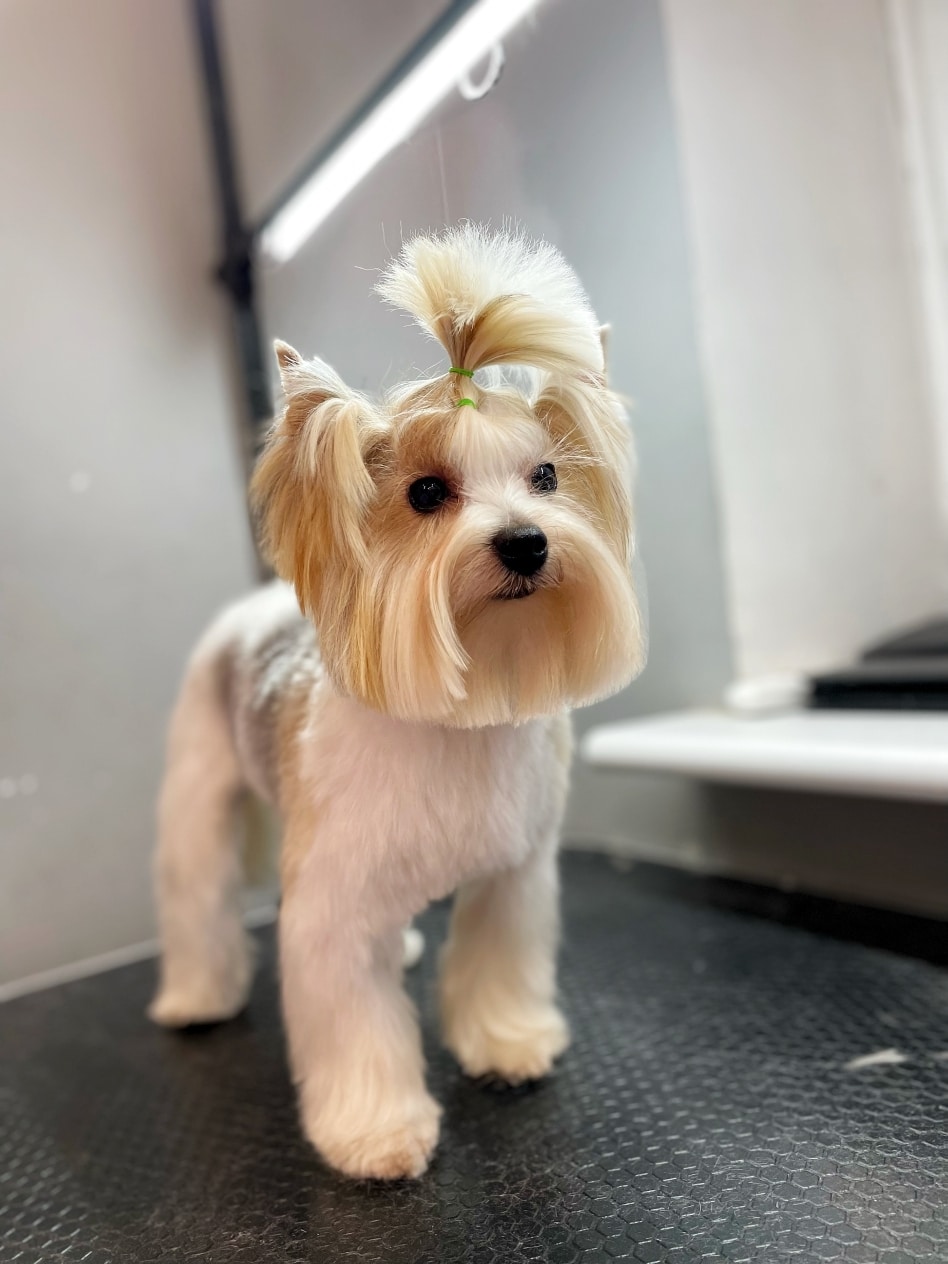 Бівер-йорк з квадратною мордочкою, хвостиком та довгою шерстю на вушках