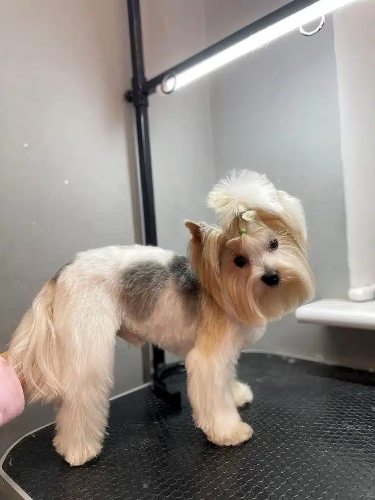 Бівер-йорк грайливо схилив голову для вдалого фото