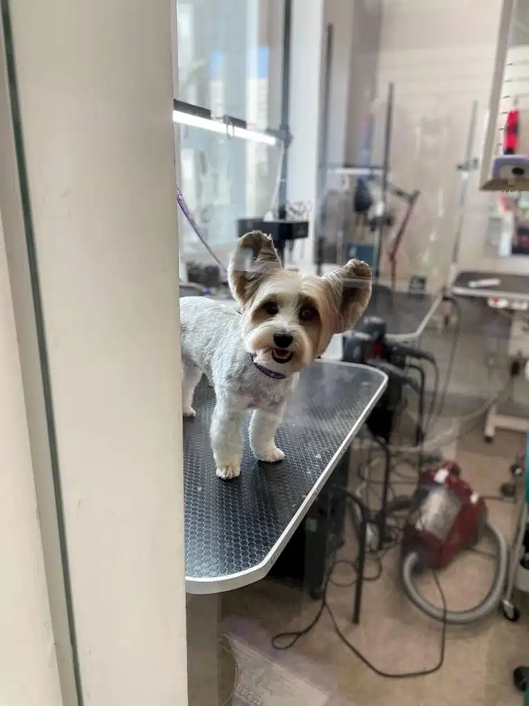 Бівер-йорк з об'ємними вушками визирає через скло грумерської