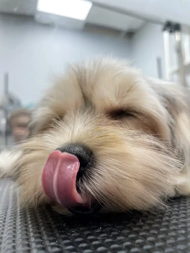 Довгий рожевий язик собаки дістає аж до темного носика