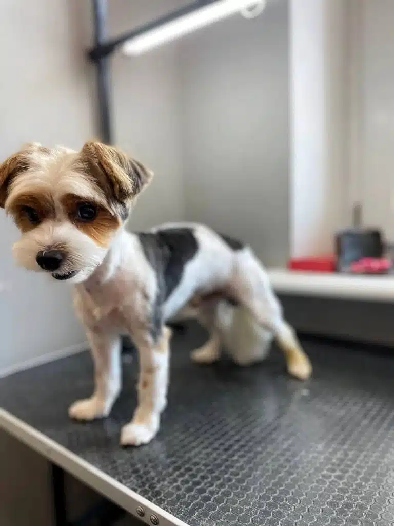 Бівер-йорк потягується після тривалого стояння для ідеальної стрижки