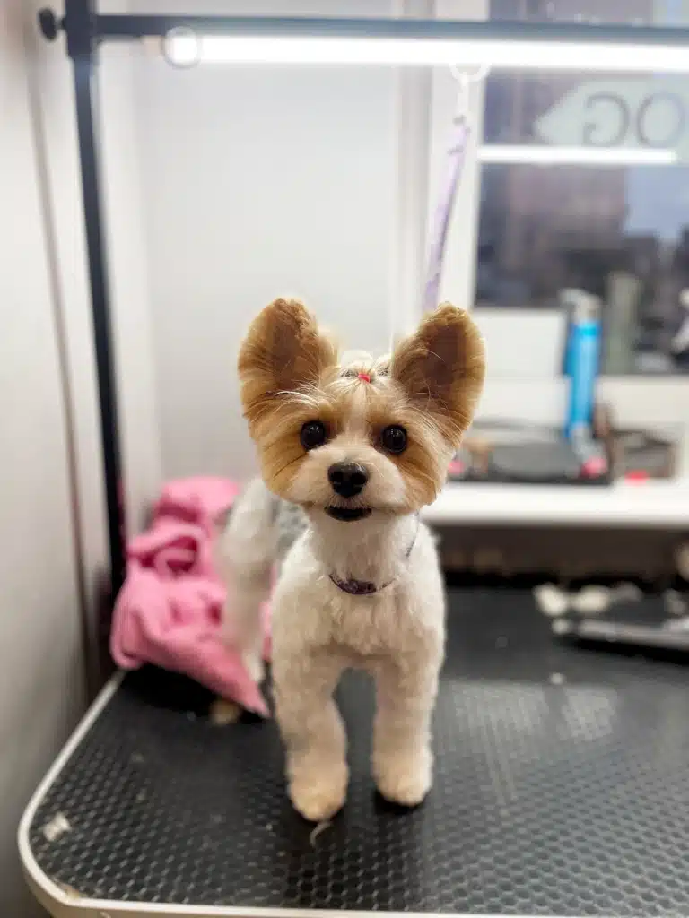 Бівер-йорк зі стрижкою вушок "Мікі Маус"