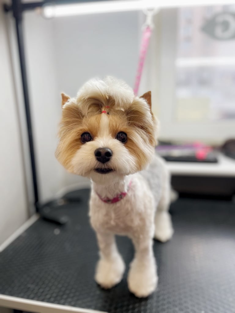 Бівер-йорк тепер має стильну зачіску та лапки-крапельки