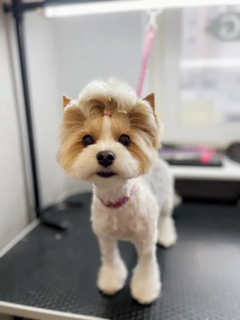 Бівер-йорк тепер має стильну зачіску та лапки-крапельки