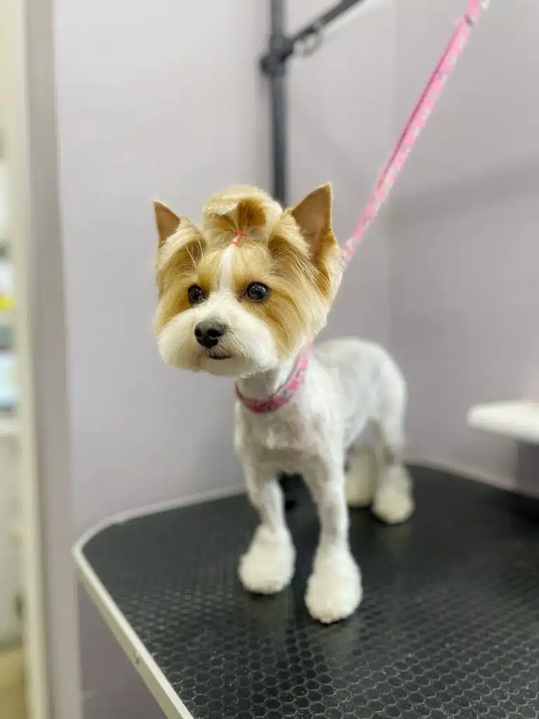 Бівер-йорк має круглу голову, коротку шерсть на тулубі та трохи об'єму внизу лап