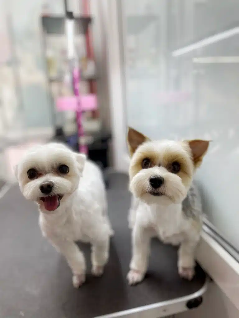 Йорк та мальтезе вдвох мають голі лапки