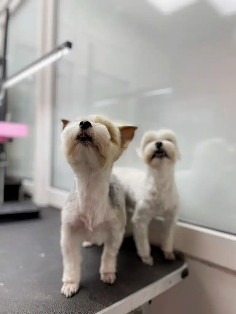 Двоє йорків підняли голову, щоб заспівати улюблену пісню