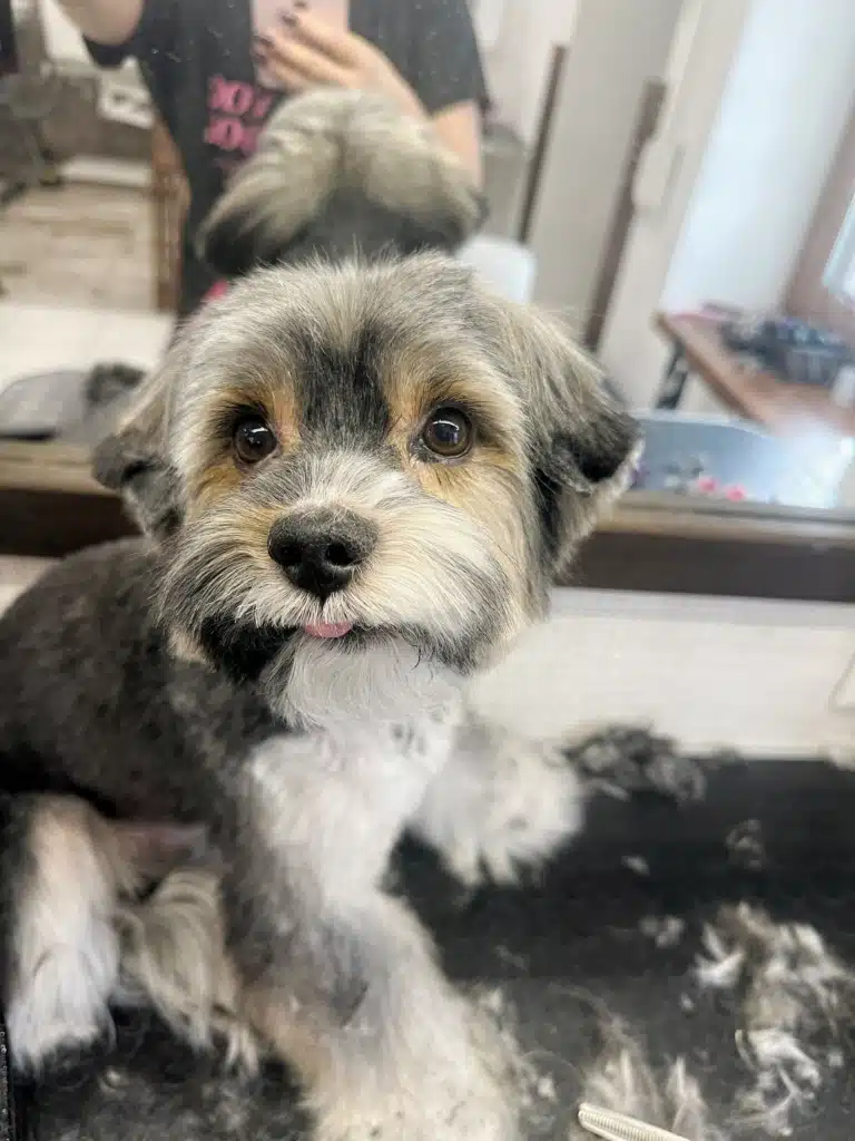 Бівер-йорк сидить серед своєї підстриженої шерсті