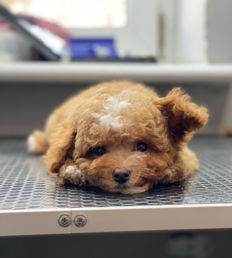 Маленький мальтіпу підняв ліве вушко