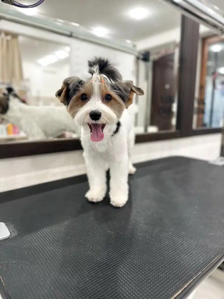 Бівер-йорк має на голові хвостик з рожевою резинкою