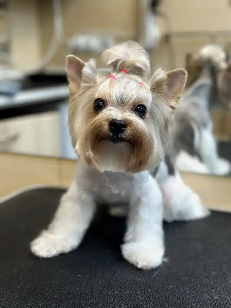 Йорк з зачіскою має довгу борідку та короткі ніжки