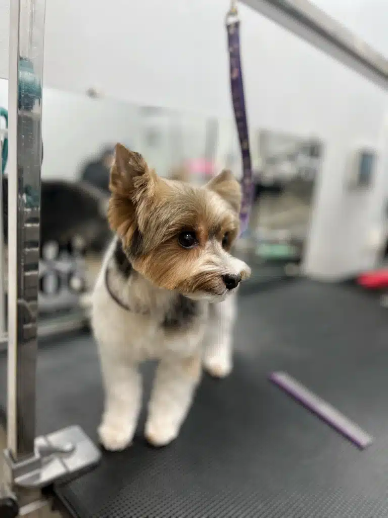 Підстрижений бівер-йорк дивиться на іншого собаку на грумінгу