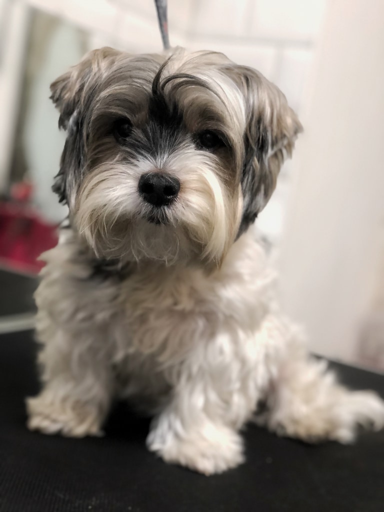 Цуценя бівера готується до своєї першої стрижки