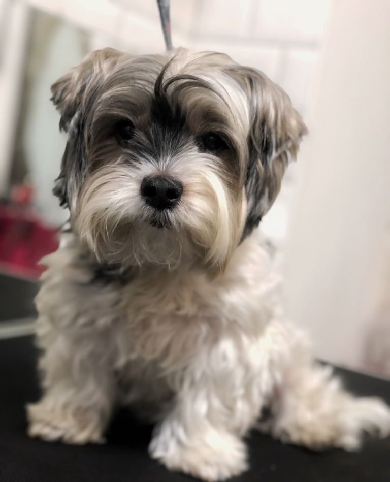 Цуценя бівера готується до своєї першої стрижки