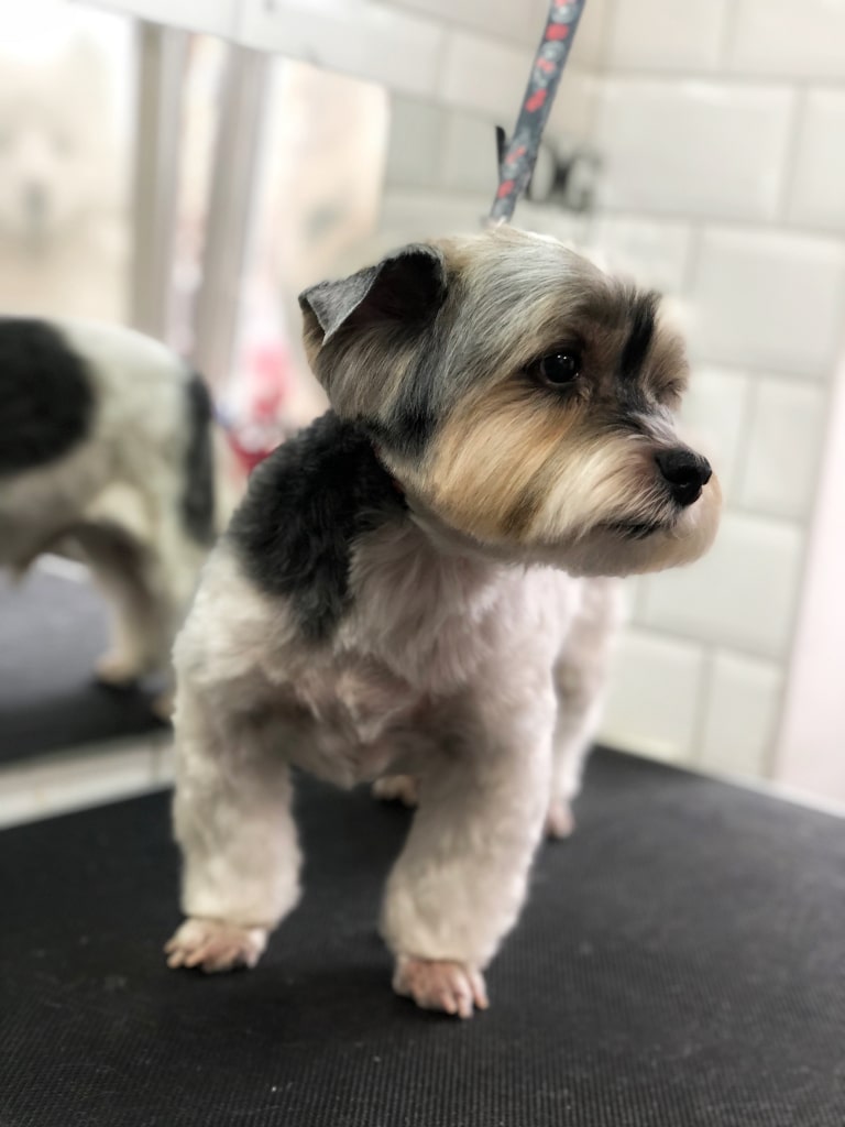 Грумер забрив лапки бівер-йорку як у пуделя