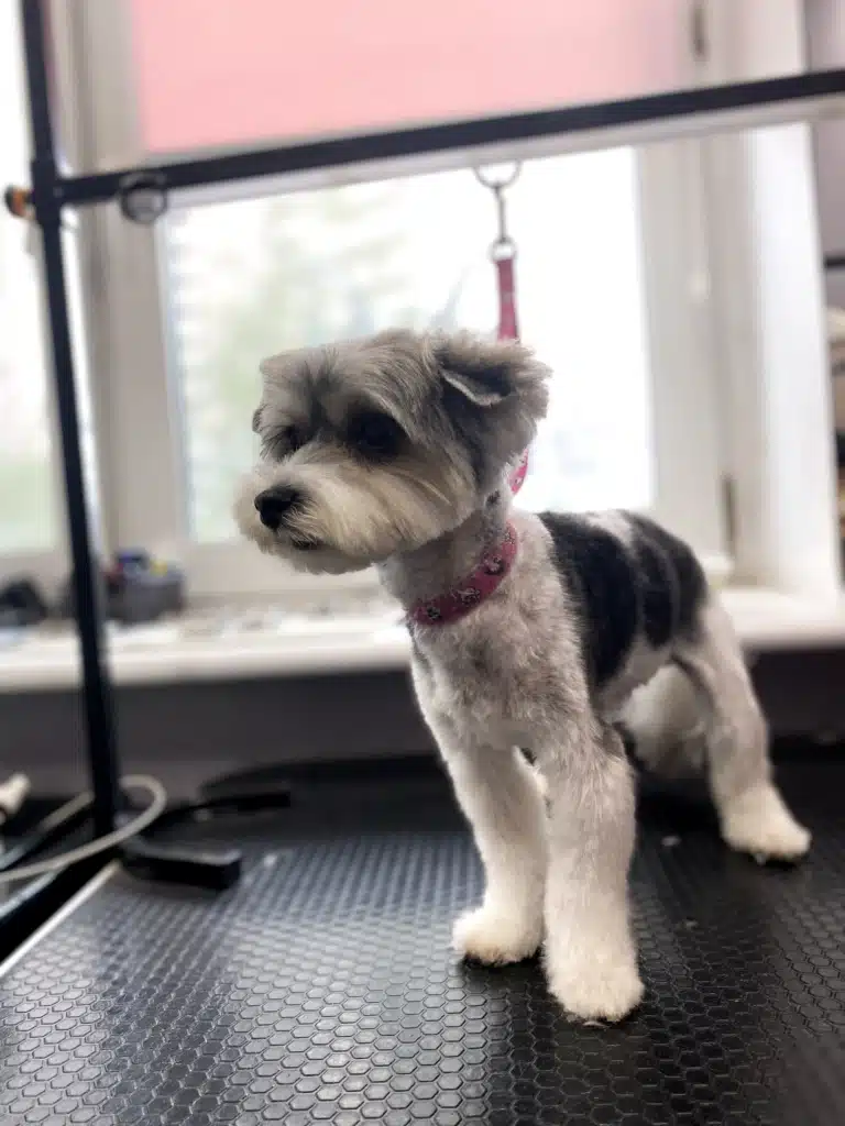 Бівер-йорк на рожевій ринговці чекає на власника зі смаколиками