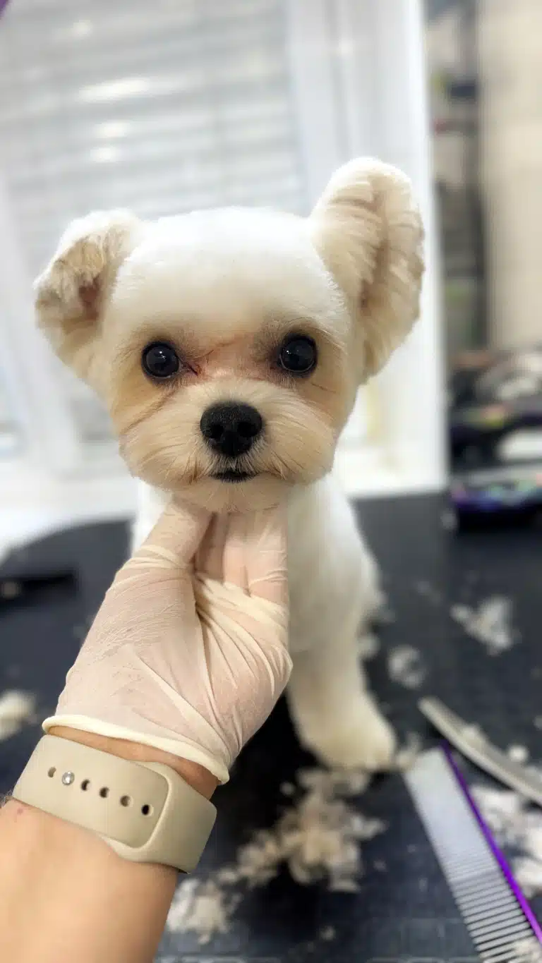 Йорк одне вушко притис, а інше підняв догори