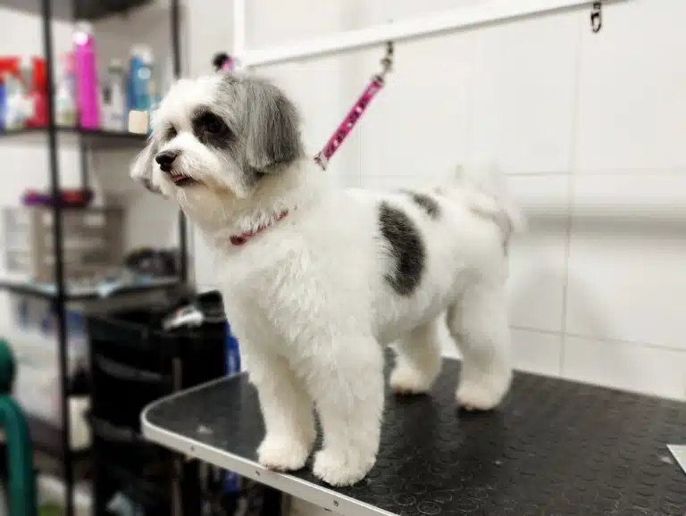 Бівер-йорк має пухку та об'ємну шерсть, яка ідеально виглядатиме зі стрижкою "Тедді"