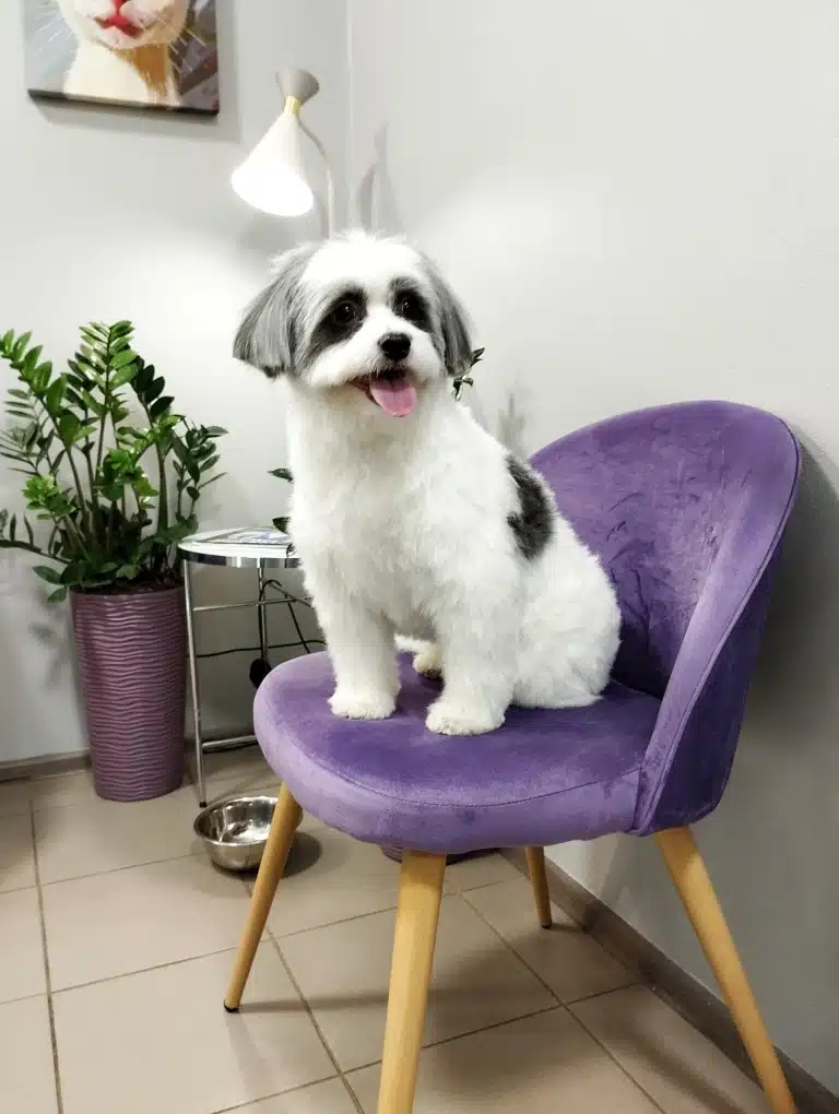 Бівер-йорк після СПА-процедур сидить на фіолетовому кріслі