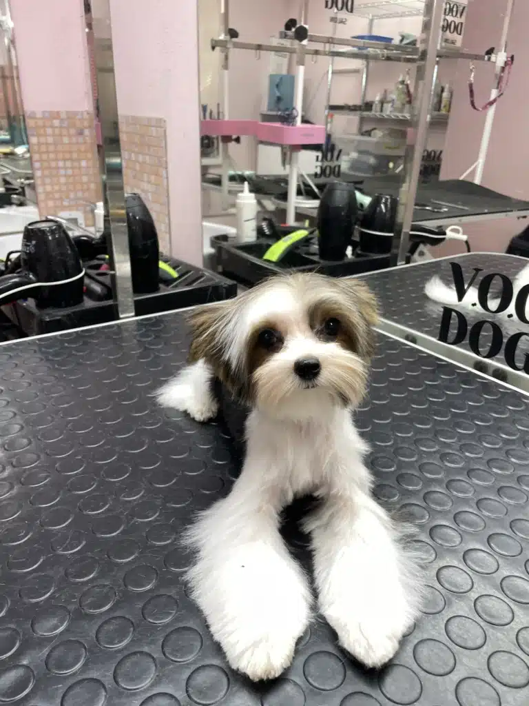 Бівер-йорк після стрижки лежить на столі, демонструючи свої гарні передні лапки