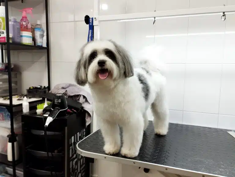 Бівер-йорк на грумерському столі посміхається та показує свою нову стрижку