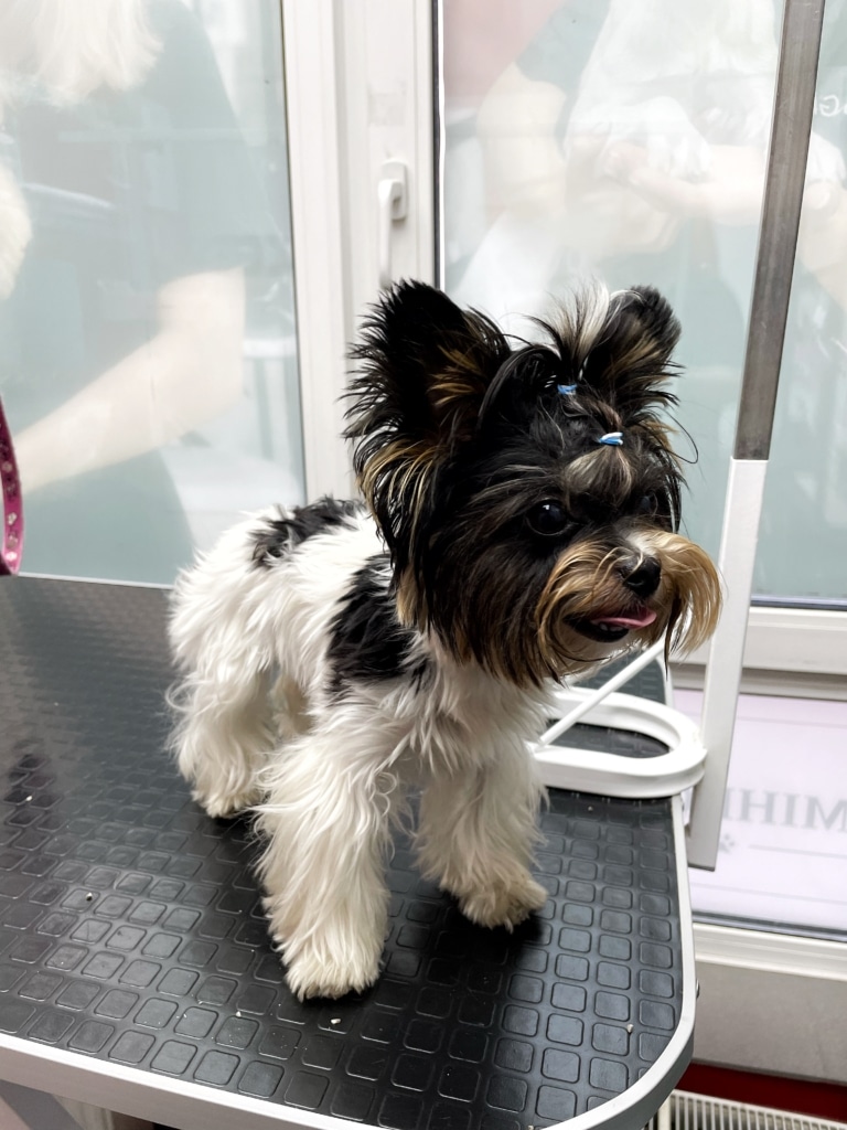 Юівер-йорк має жирнувату та розпатлану шерсть перед грумінгом