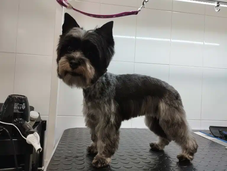 Темний бівер-йорк має спідничку після візиту до грумера