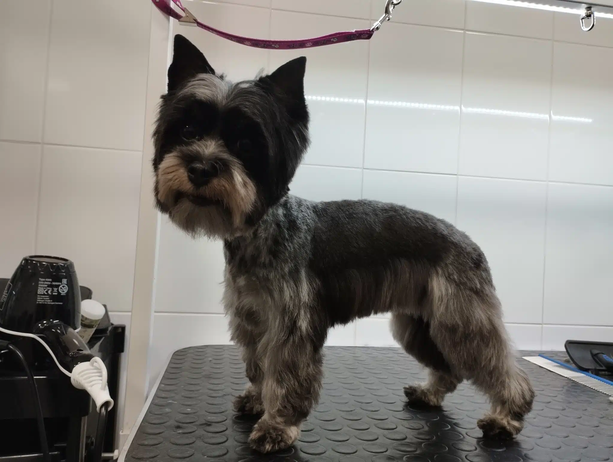 Темний бівер-йорк має спідничку після візиту до грумера