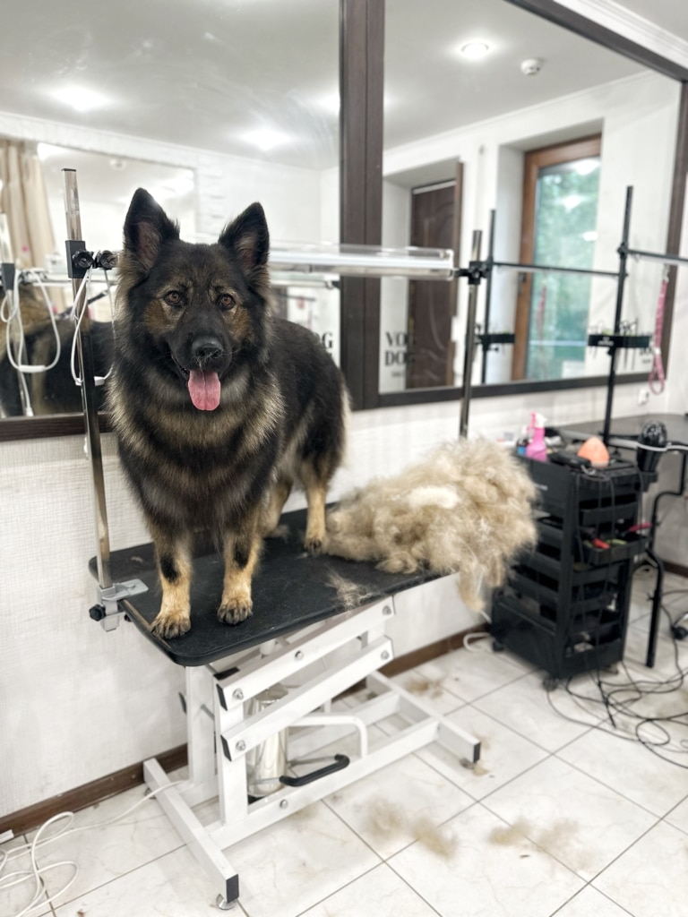 Вівчарка темна, а вичесане підшерстя світле