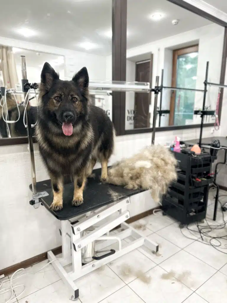 Вівчарка темна, а вичесане підшерстя світле