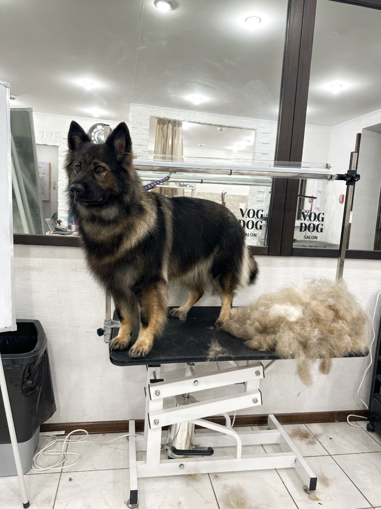 Половину грумерського столу займає вівчарка, а іншу - вичесана шерсть