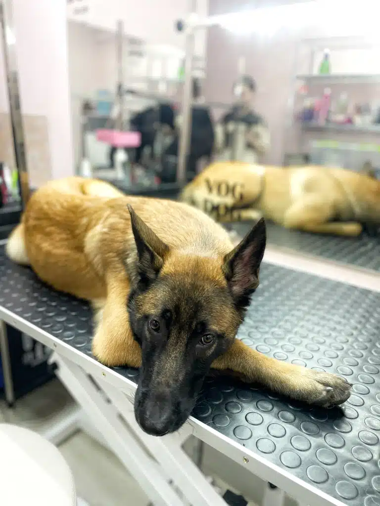 Малінуа поклав голову на лапу та сумно дивиться на грумера