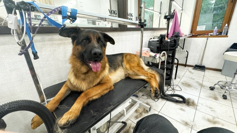 Біля вівчарки на підлозі лежить вичесана шерсть