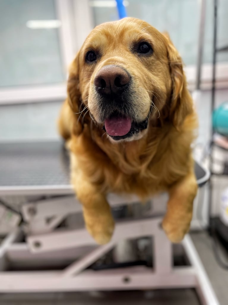 Лабрадор звісив передні лапки як котик