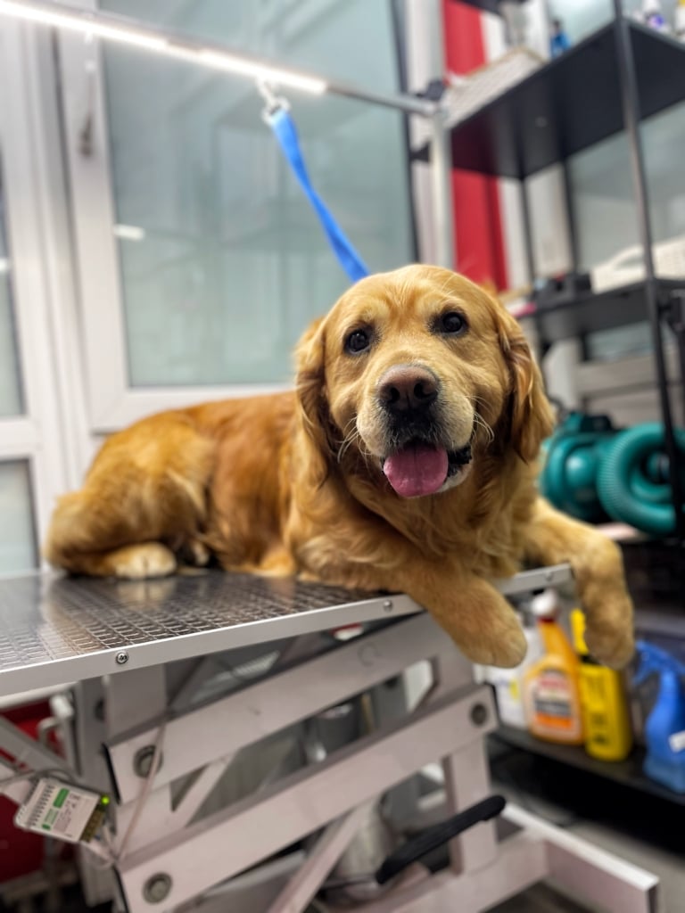 Лабрадор всміхається, лежачи на столі та тримаючись за нього лапками