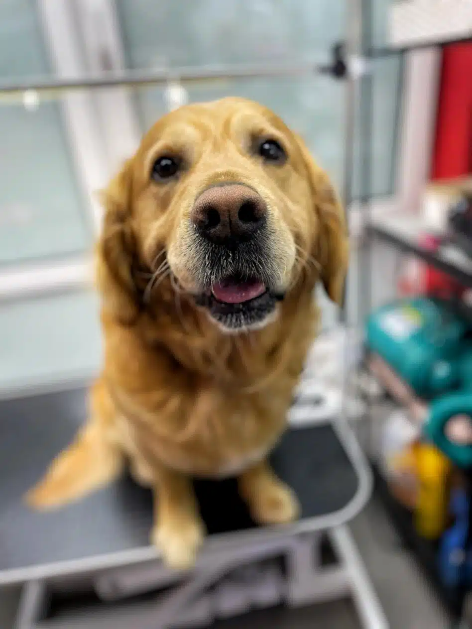 Лабрадор показує великий вологий носик грумеру