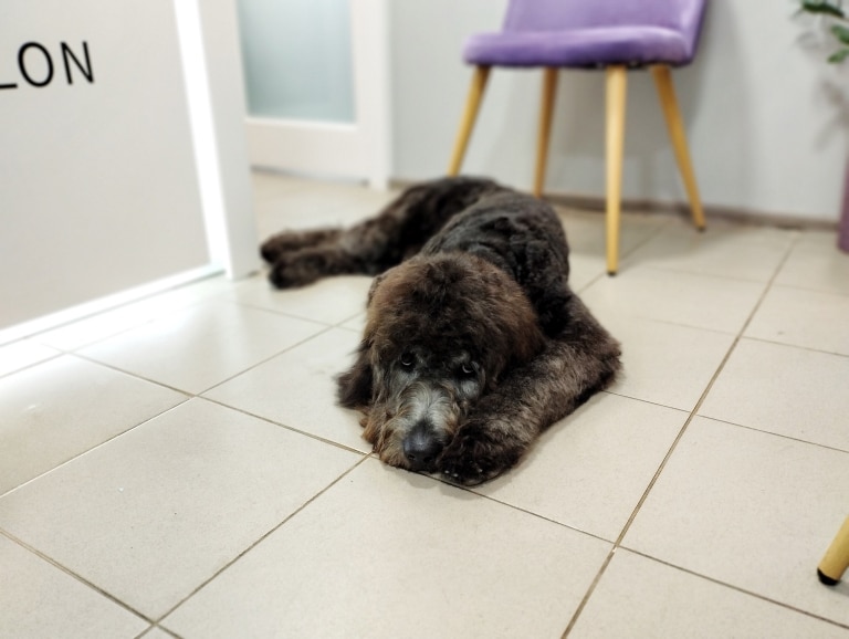 Лабрадудль розлігся на білій підлозі в салоні грумінгу