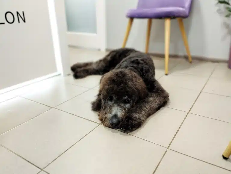 Лабрадудль розлігся на білій підлозі в салоні грумінгу