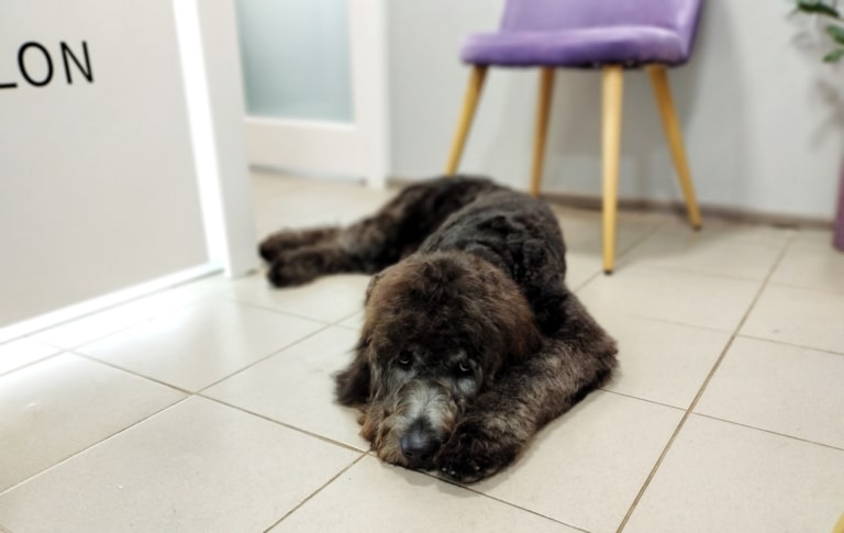 Лабрадудль розлігся на білій підлозі в салоні грумінгу