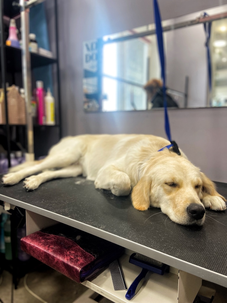 Лабрадор спить після грумінгу на столі