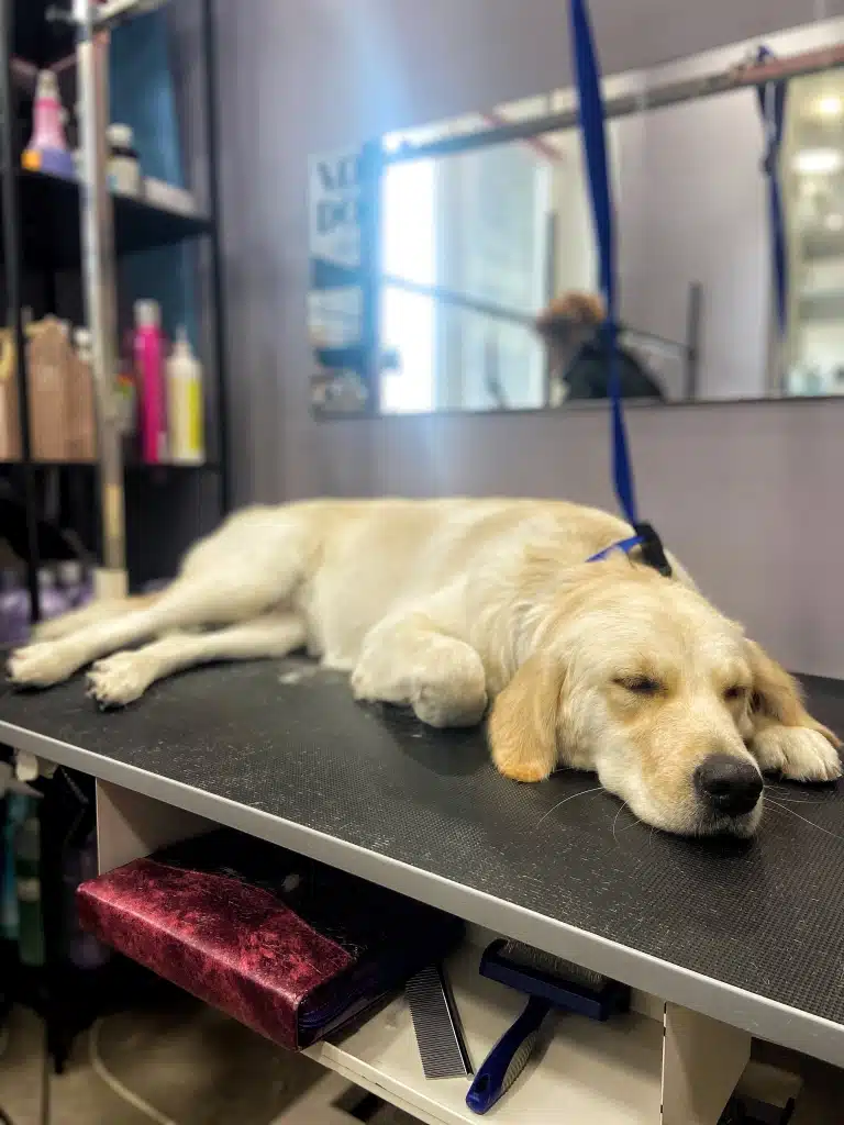 Лабрадор спить після грумінгу на столі
